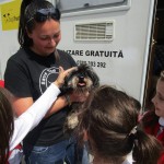 SAVE THE DOGS ROMANIA