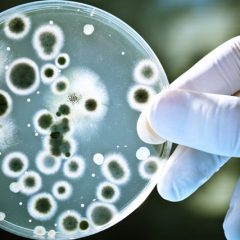 BeC Natura – când tradiția și cercetările moderne din chimie și biochimie își dau mâna